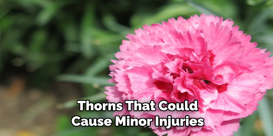 Thorns That Could
Cause Minor Injuries
