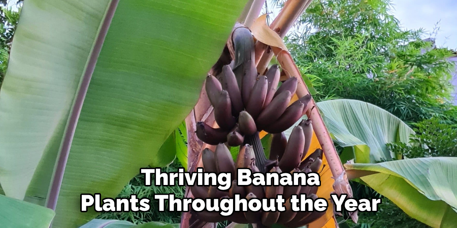 Thriving Banana
Plants Throughout the Year