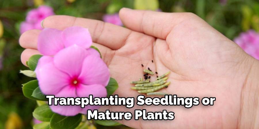 Transplanting Seedlings or Mature Plants
