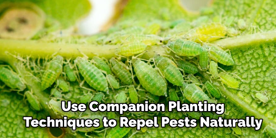 Use Companion Planting
Techniques to Repel Pests Naturally