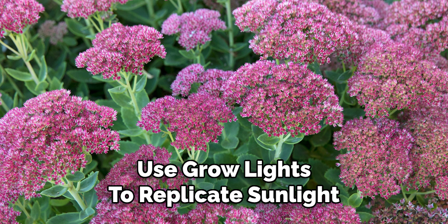 Use Grow Lights
To Replicate Sunlight