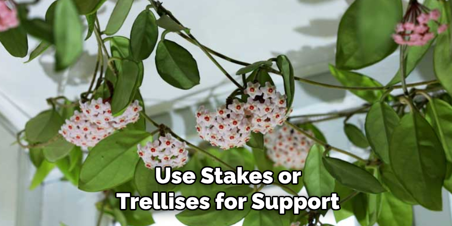 Use Stakes or
Trellises for Support