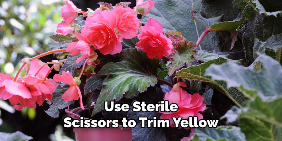 Use Sterile
Scissors to Trim Yellow