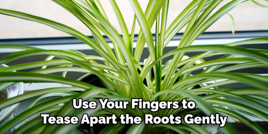 Use Your Fingers to
Tease Apart the Roots Gently