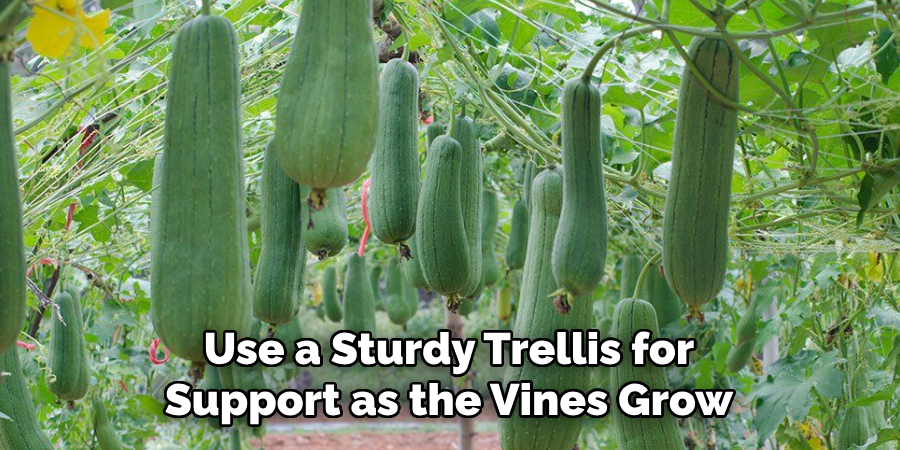 Use a Sturdy Trellis for
Support as the Vines Grow