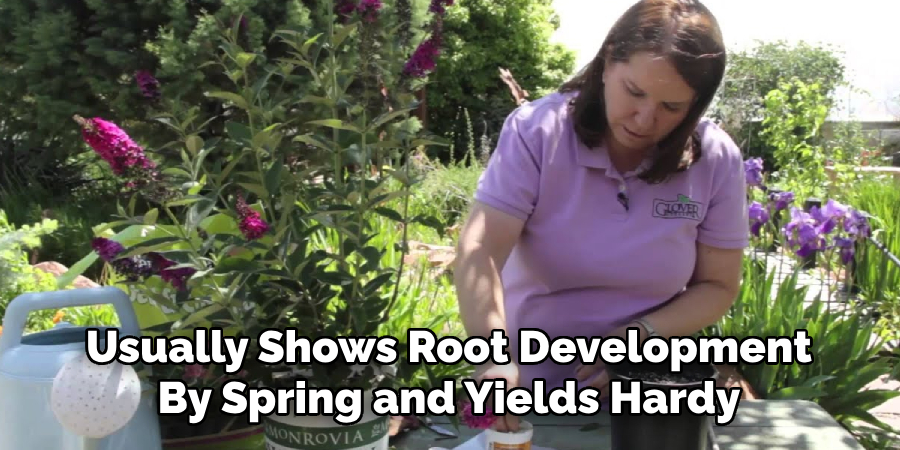 Usually Shows Root Development
By Spring and Yields Hardy