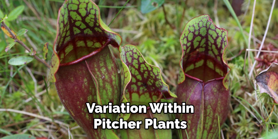 Variation Within
Pitcher Plants