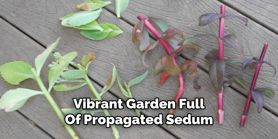Vibrant Garden Full
Of Propagated Sedum