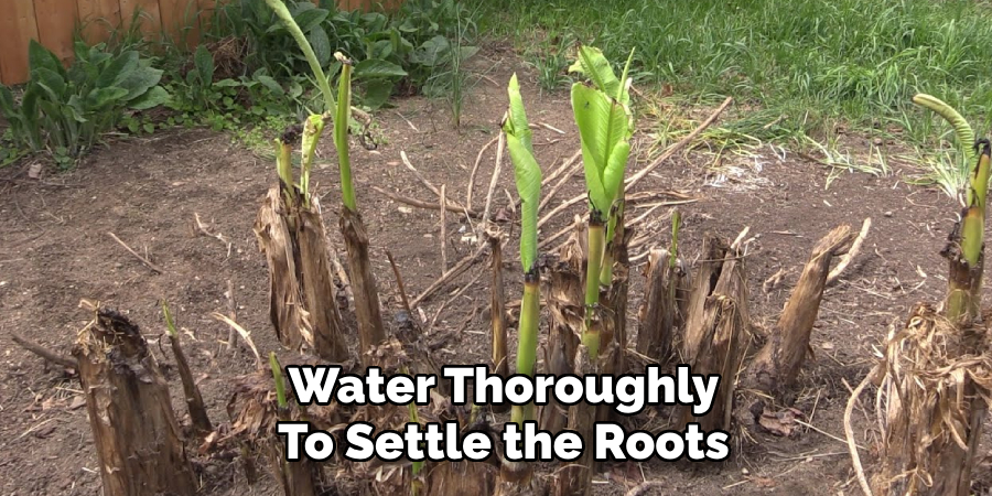 Water Thoroughly
To Settle the Roots