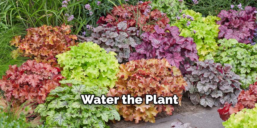Water the Plant