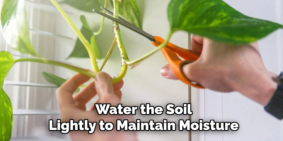 Water the Soil
Lightly to Maintain Moisture