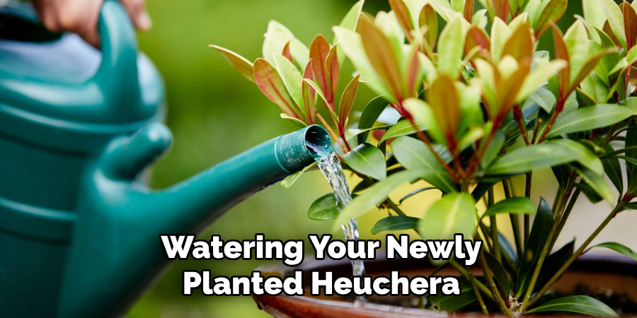 Watering Your Newly
Planted Heuchera
