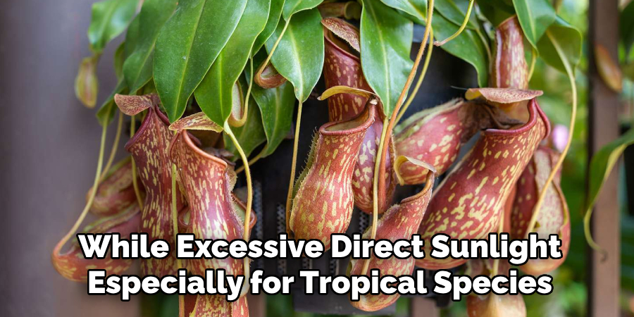 While Excessive Direct Sunlight
Especially for Tropical Species