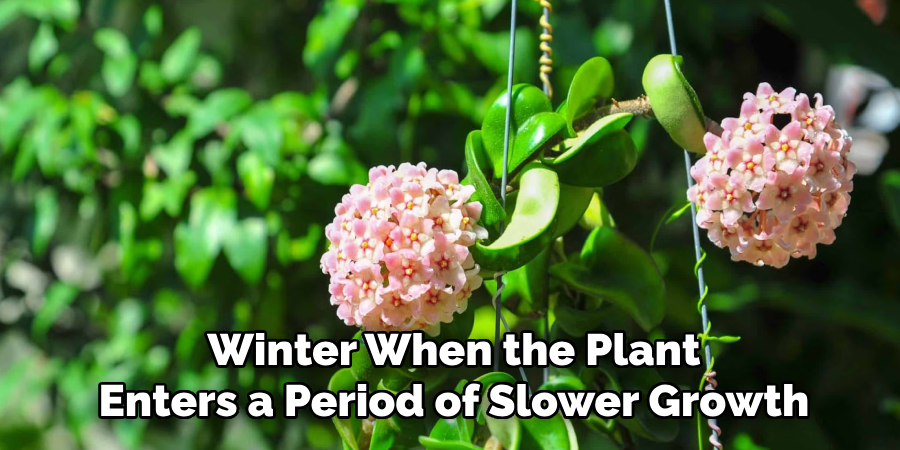 Winter When the Plant
Enters a Period of Slower Growth