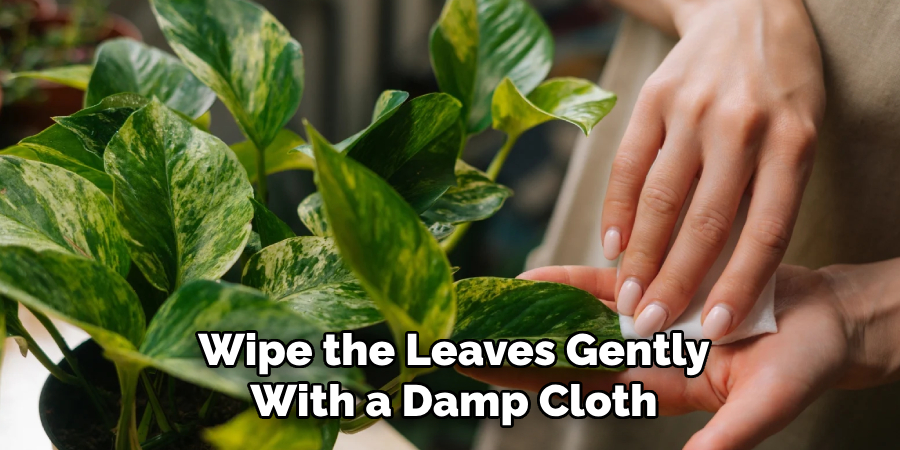 Wipe the Leaves Gently
With a Damp Cloth