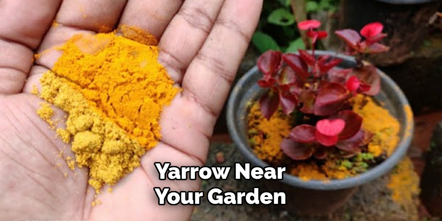 Yarrow Near
Your Garden