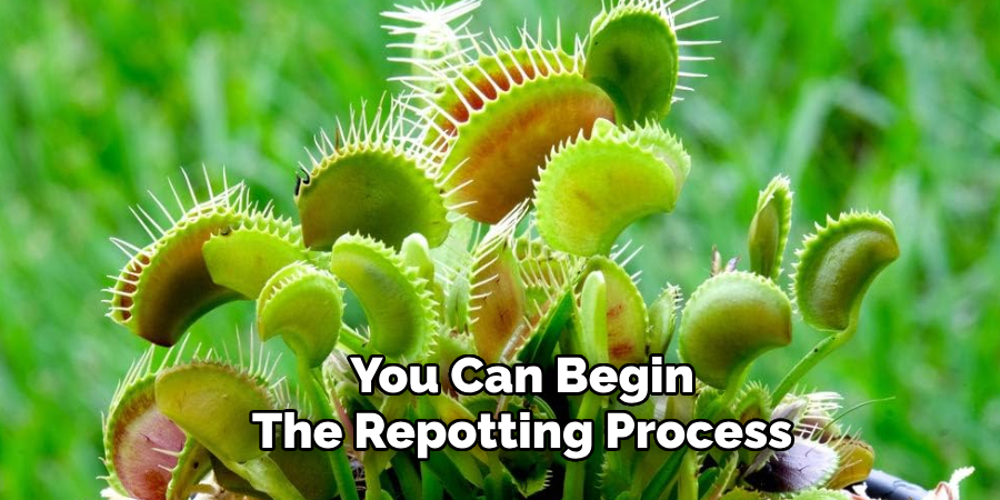 You Can Begin
The Repotting Process