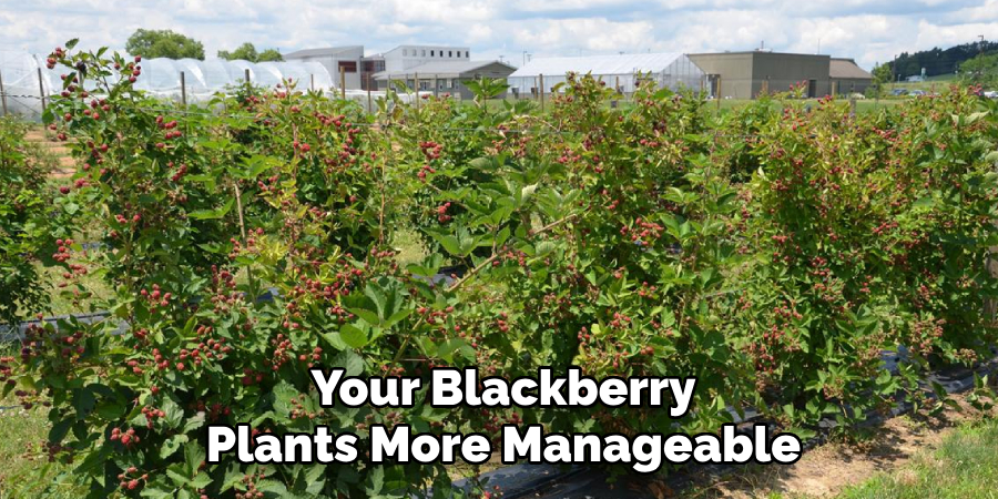 Your Blackberry
Plants More Manageable
