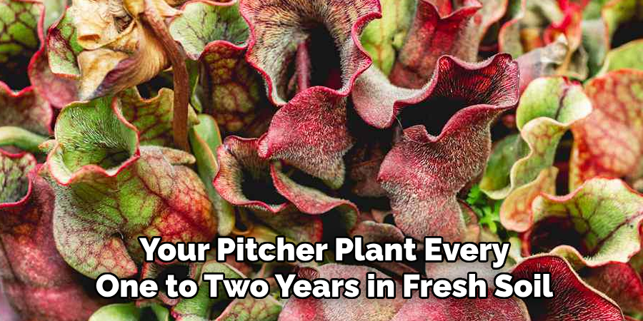 Your Pitcher Plant Every
One to Two Years in Fresh Soil