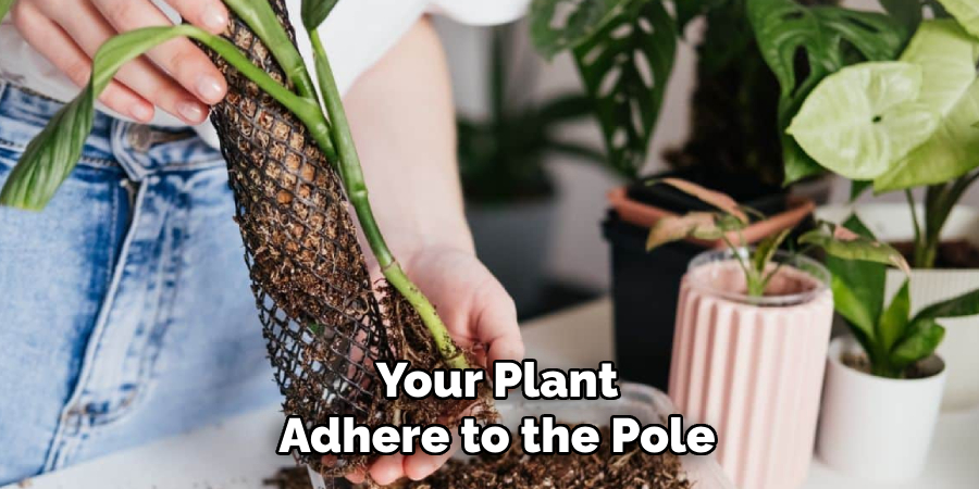 Your Plant
Adhere to the Pole