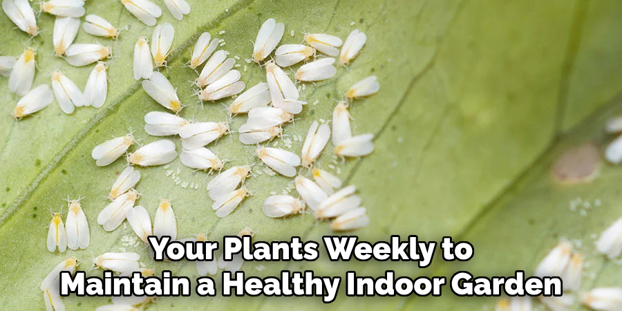 Your Plants Weekly to
Maintain a Healthy Indoor Garden