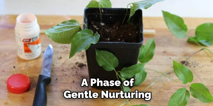 A Phase of
Gentle Nurturing