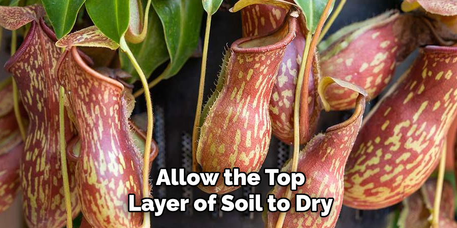 Allow the Top Layer of Soil to Dry
