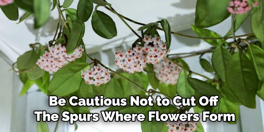 Be Cautious Not to Cut Off
The Spurs Where Flowers Form
