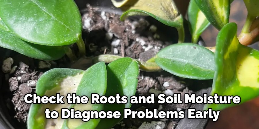 Check the Roots and Soil Moisture
to Diagnose Problems Early