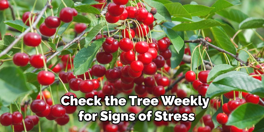 Check the Tree Weekly
for Signs of Stress