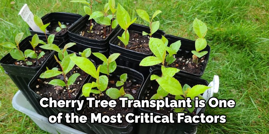 Cherry Tree Transplant is One
of the Most Critical Factors