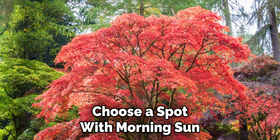 Choose a Spot With Morning Sun