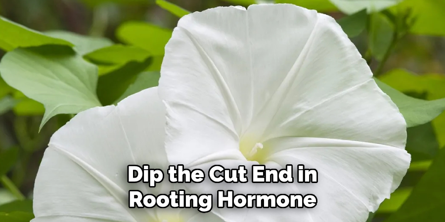Dip the Cut End in Rooting Hormone