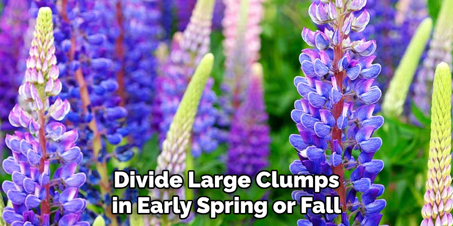 Divide Large Clumps in Early Spring or Fall