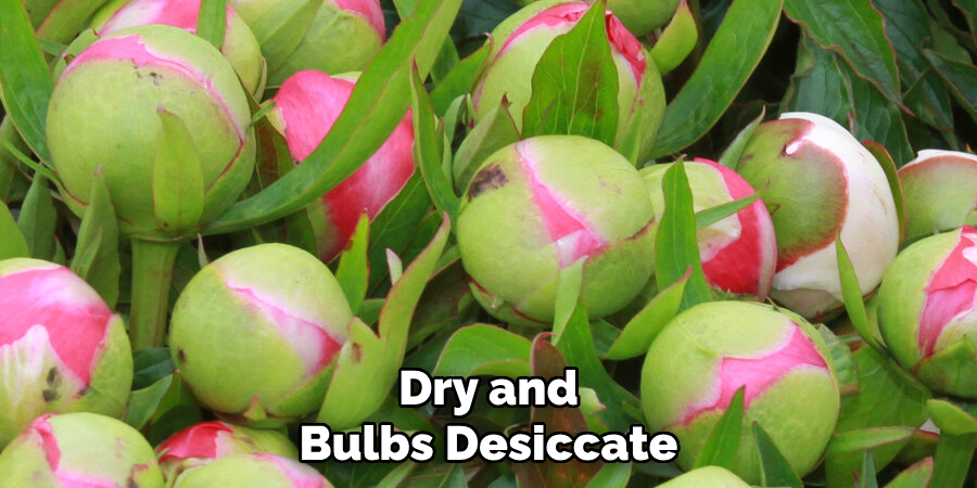 Dry and Bulbs Desiccate