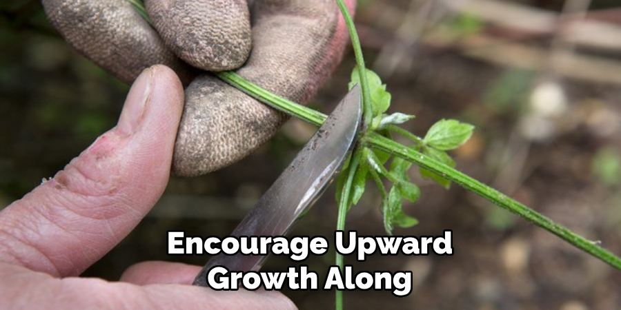 Encourage Upward Growth Along
