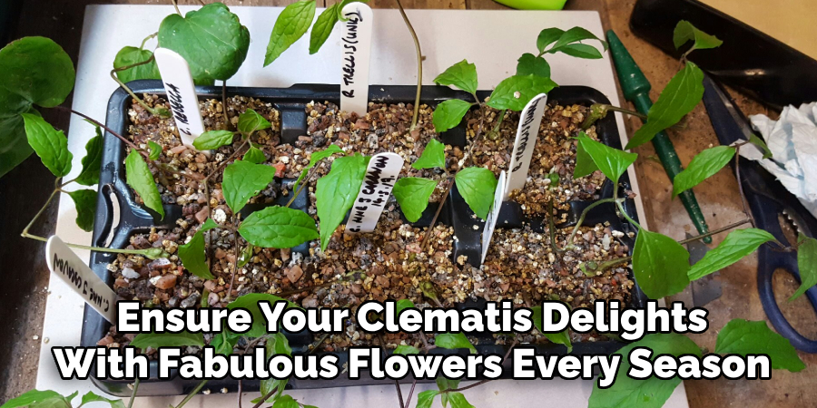 Ensure Your Clematis Delights
With Fabulous Flowers Every Season