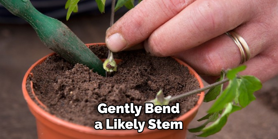 Gently Bend a Likely Stem