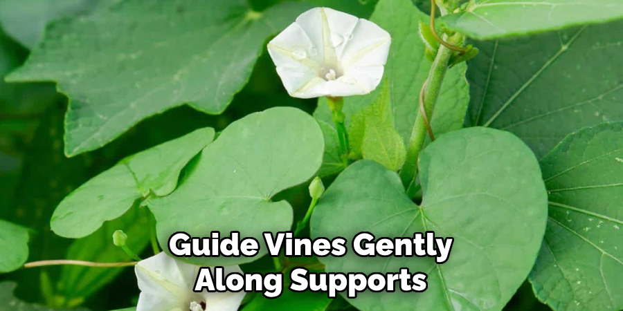 Guide Vines Gently Along Supports