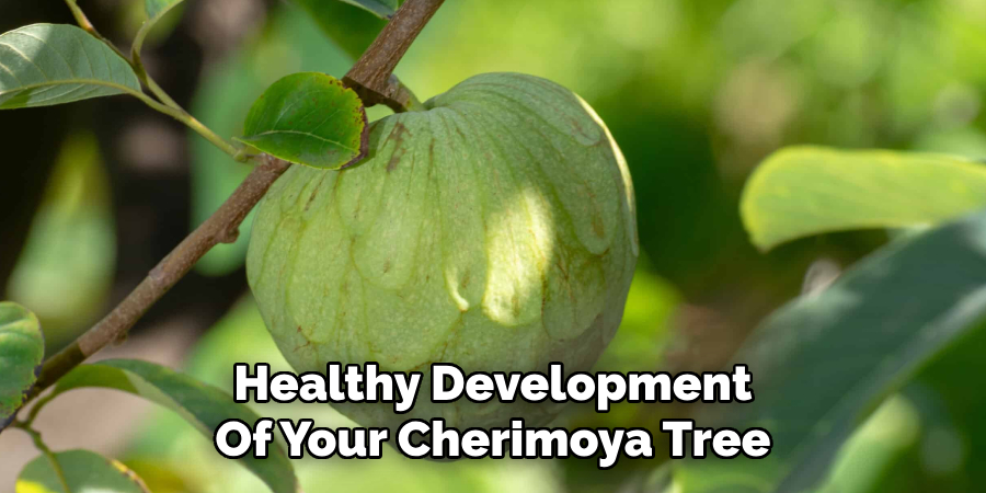 Healthy Development
Of Your Cherimoya Tree