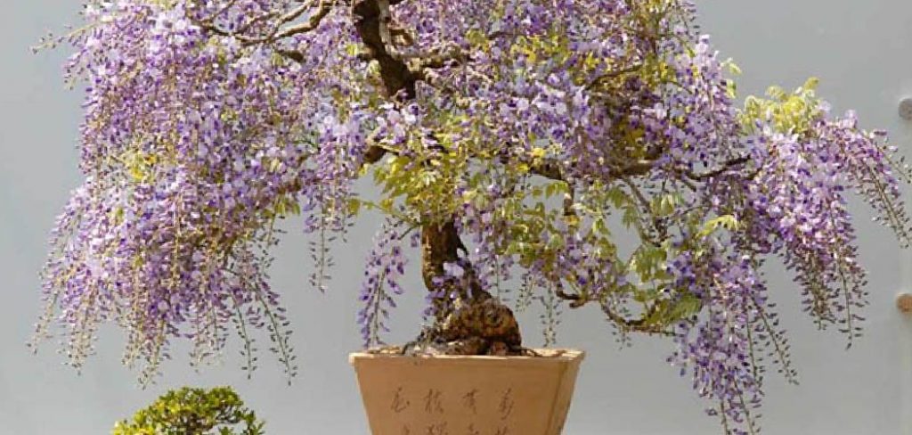 How to Bonsai Wisteria