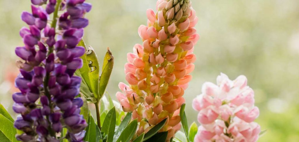 How to Care for Lupines