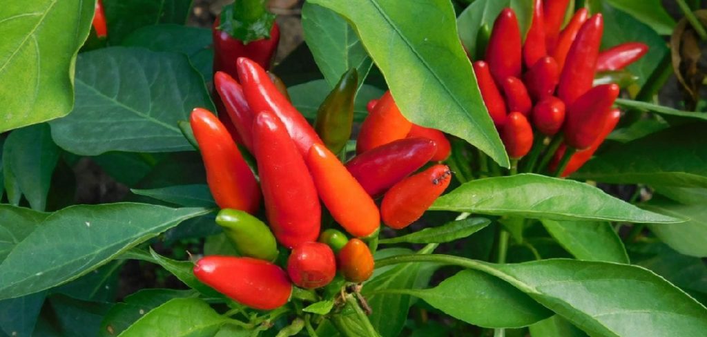 How to Fertilize Jalapeno Plants