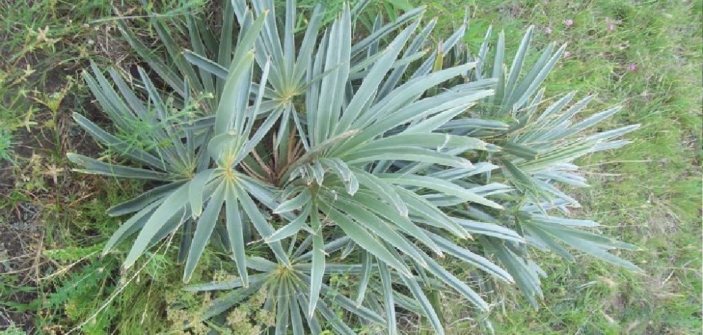 How to Get Rid of Yucca Plants