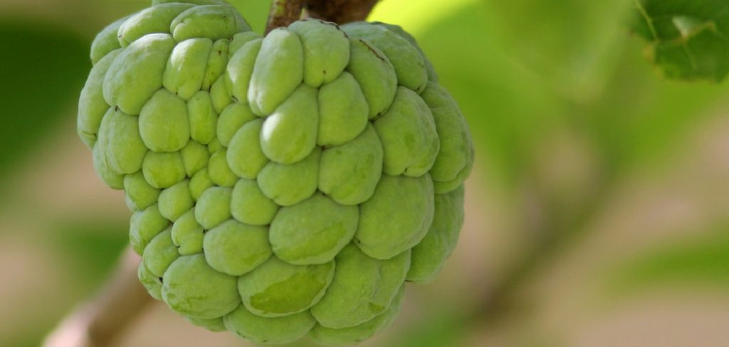 How to Grow Cherimoya