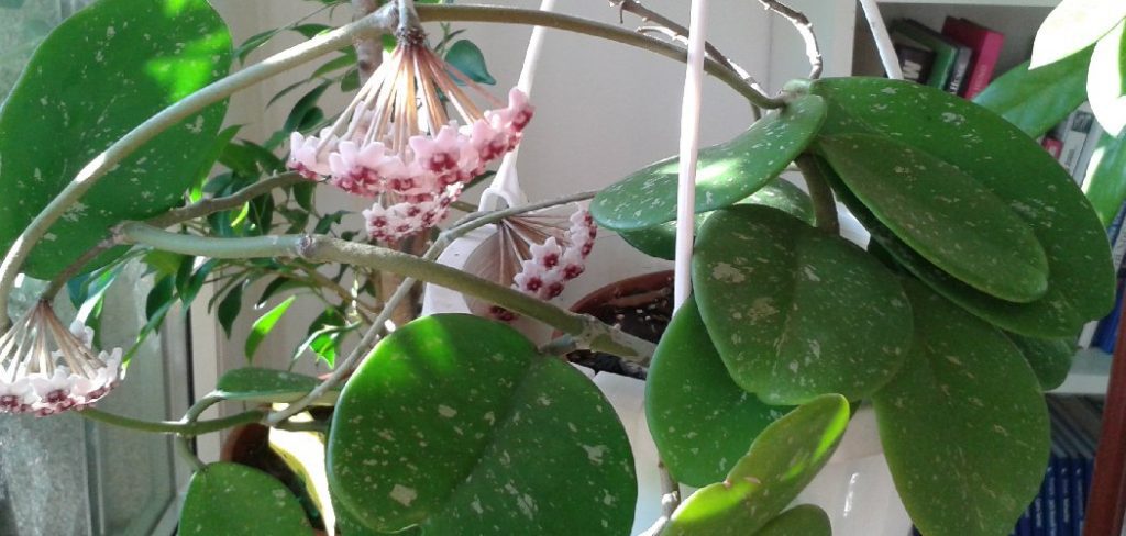 How to Grow a Hoya Plant