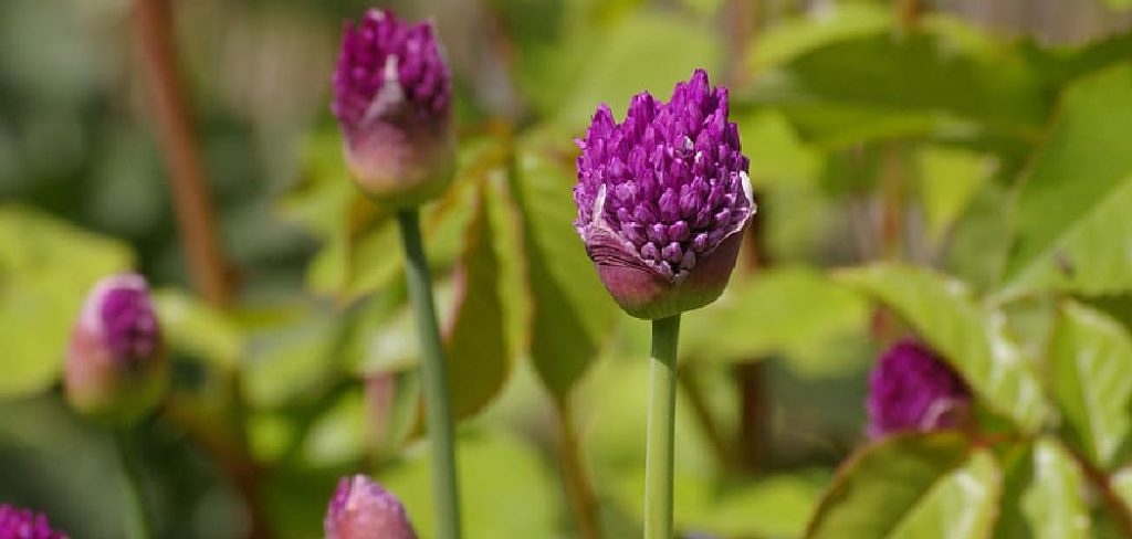 How to Harvest Gomphrena