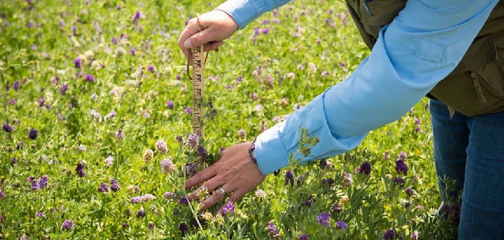 How to Plant Alfalfa by Hand