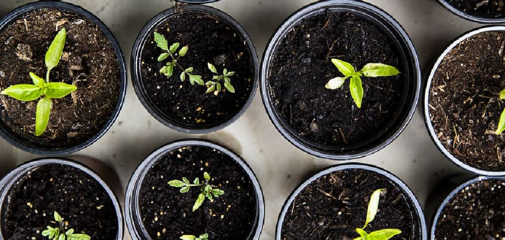 How to Plant Parsley Seeds in a Pot