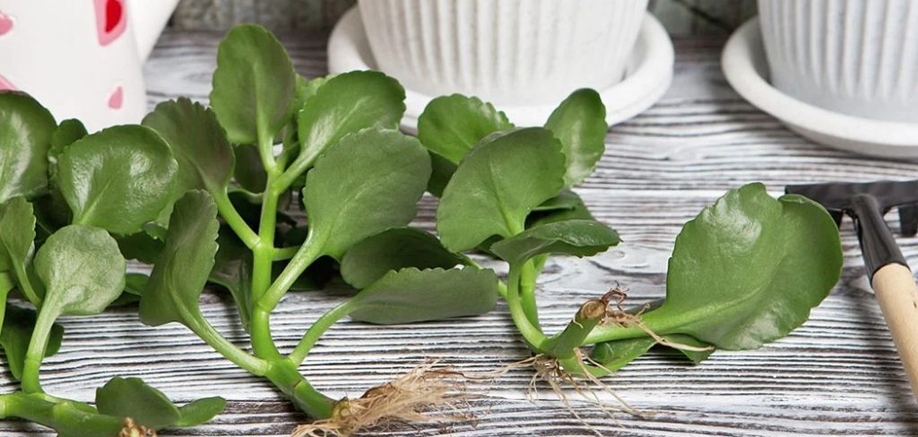 How to Propagate Kalanchoe